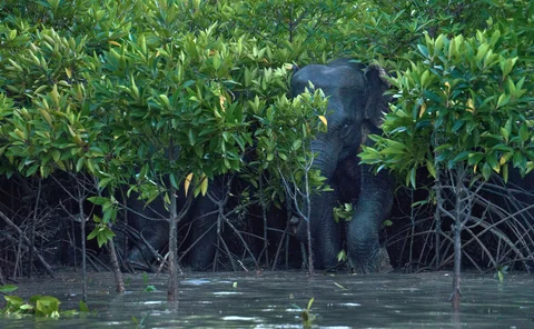 Wild elephant partially hidden among dense mangrove trees, standing in shallow water, symbolising biodiversity, conservation and the balance between wildlife and fragile ecosystems