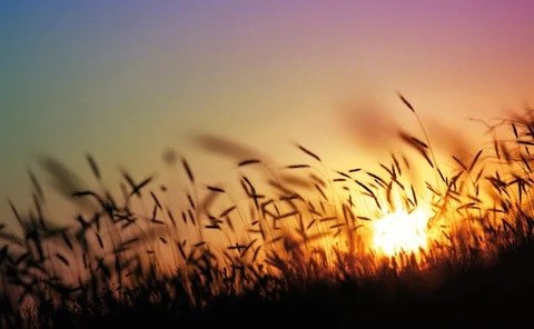A new dawn for soft commodities such as wheat