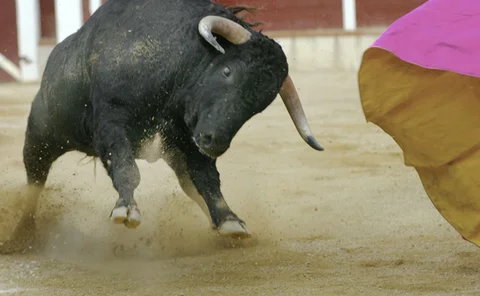 Bull in a China shop