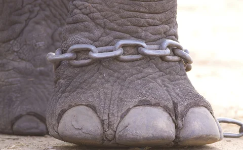 Elephant leg