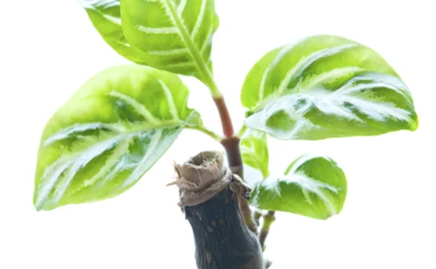 New shoots