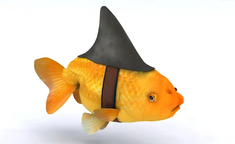 Small fish - big trouble