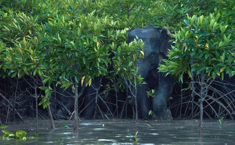 Wild elephant partially hidden among dense mangrove trees, standing in shallow water, symbolising biodiversity, conservation and the balance between wildlife and fragile ecosystems