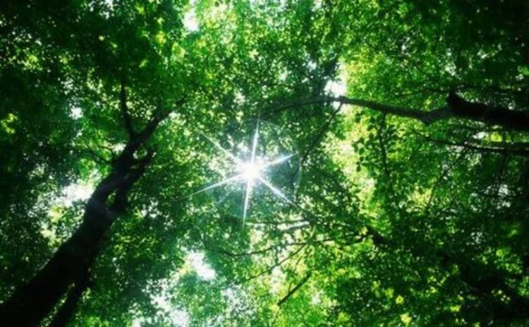 forest