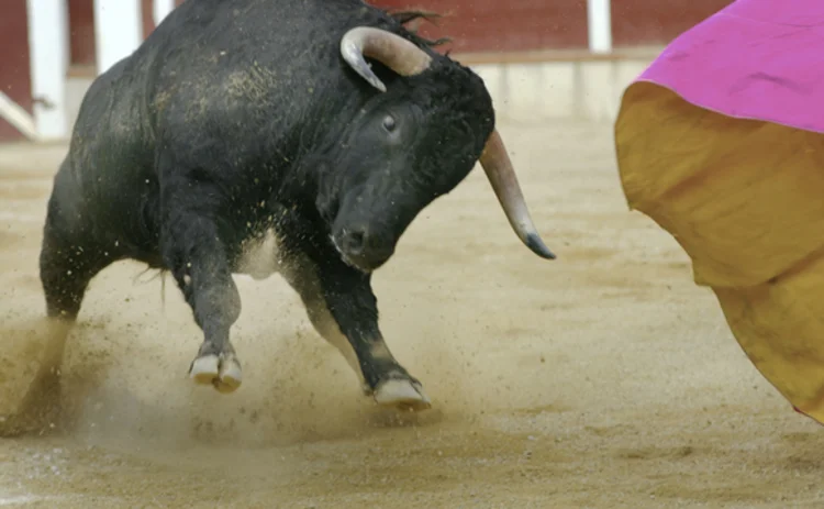 Bull in a China shop