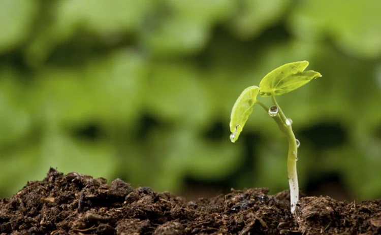 Growing returns on green investments