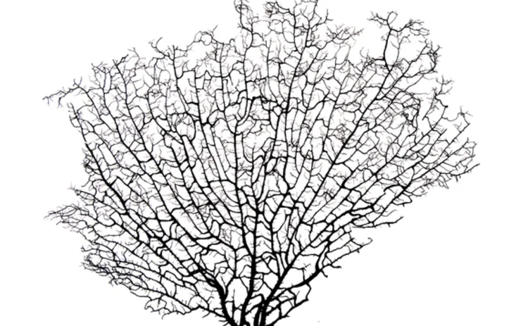 Nodal network 