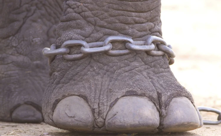 Elephant leg