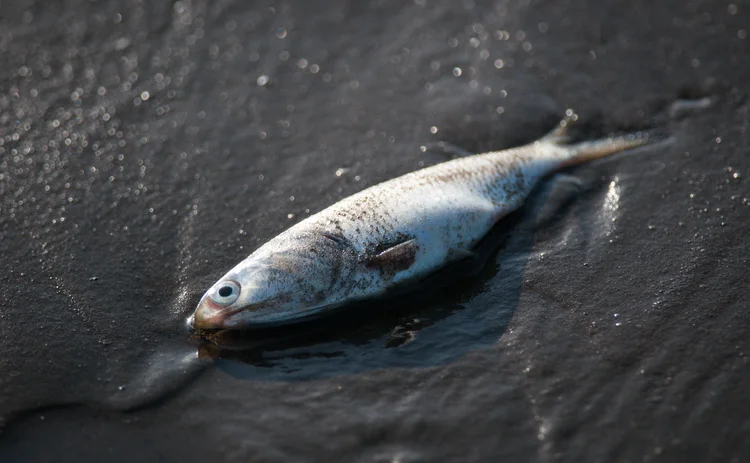 oil-pollution-dead-fish