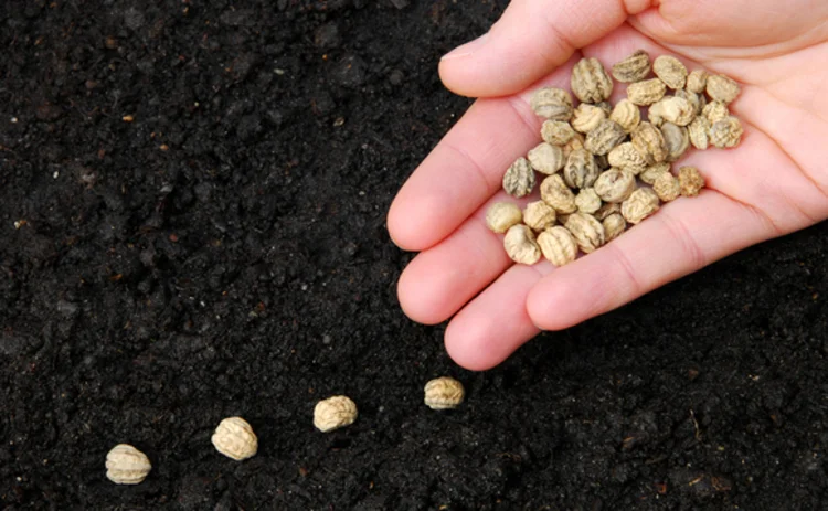 Planting seeds - Commodity derivatives in Brazil