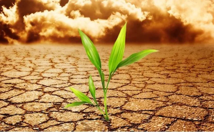 shutterstock-14053747-GreenShootsDesert
