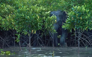 Wild elephant partially hidden among dense mangrove trees, standing in shallow water, symbolising biodiversity, conservation and the balance between wildlife and fragile ecosystems